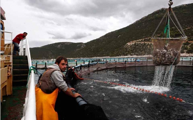 Компании из Эмиратов приобретут мажоритарные доли в греческих рыбопромышленных фирмах