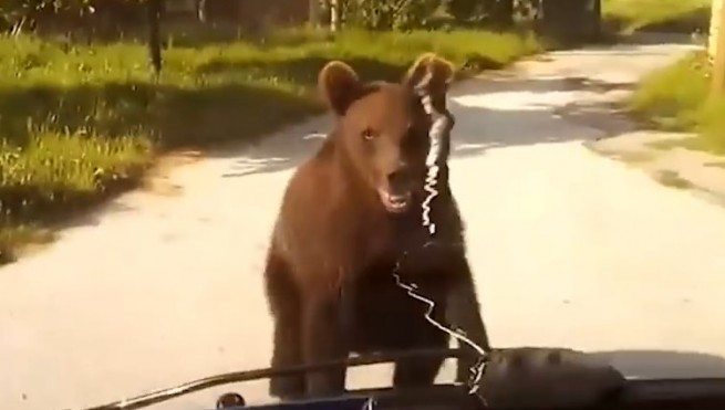 Медведь перекрыл дорогу в Флорине
