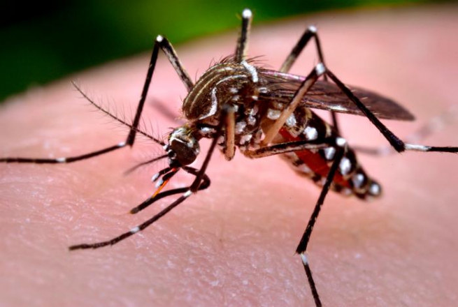 14 немедикаментозных способов борьбы с комарами и их укусами