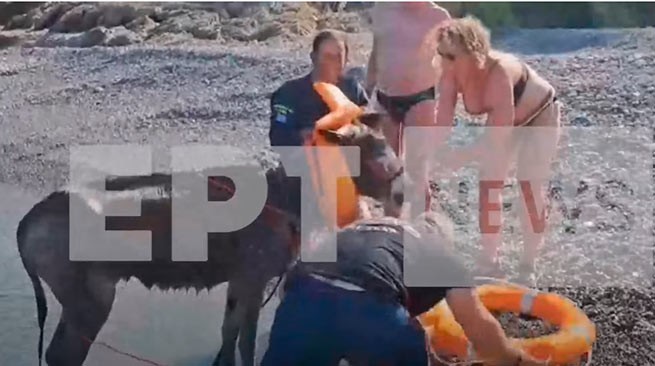 Карпатос: ослы в спасательных жилетах (видео)