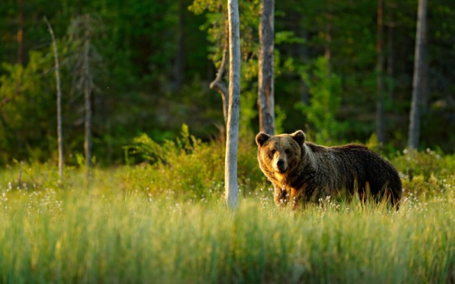 Популяция бурого медведя в Пиндосе, Преспесе и Родопи
