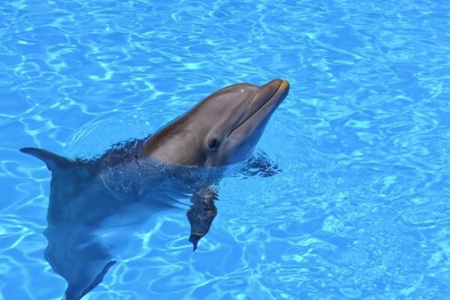 Зоологический парк Аттики: решение судьи по шоу с дельфинами