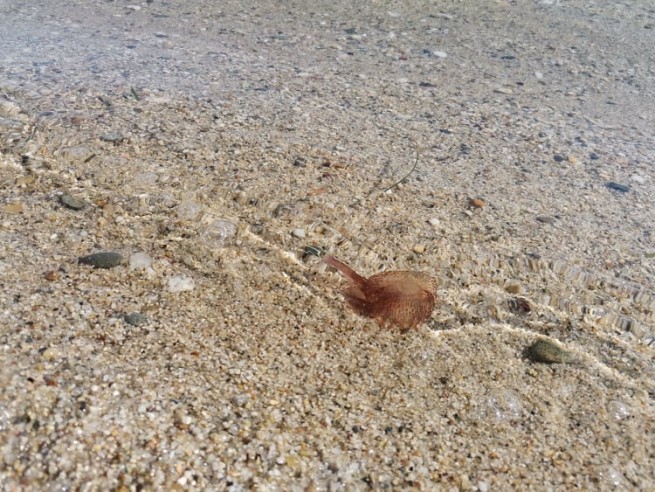 Осторожно! В море появились опасные ядовитые медузы