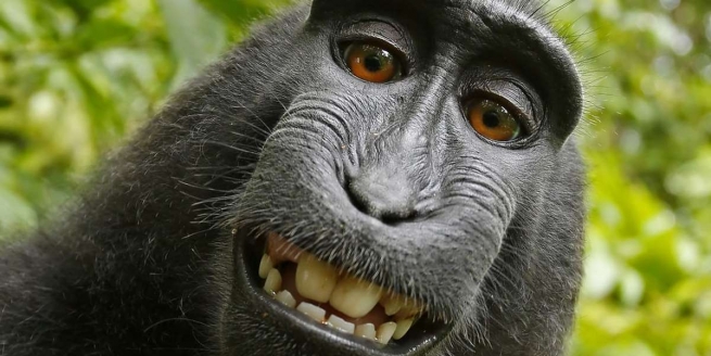 Суд в США решил, что обезьяна не может считаться автором Селфи