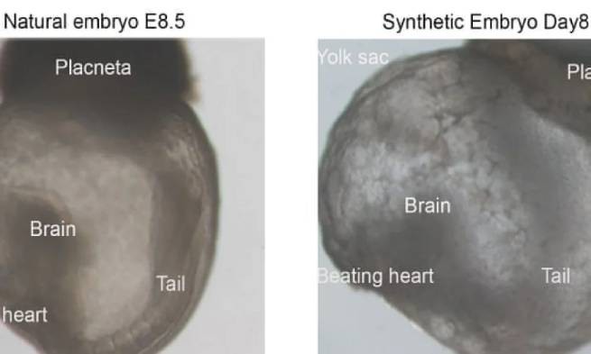 Первые в мире «синтетические эмбрионы» — факт