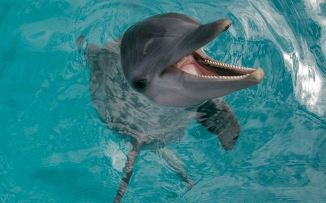 Греческий зоопарк обвиняется в жестоком обращении с дельфинами