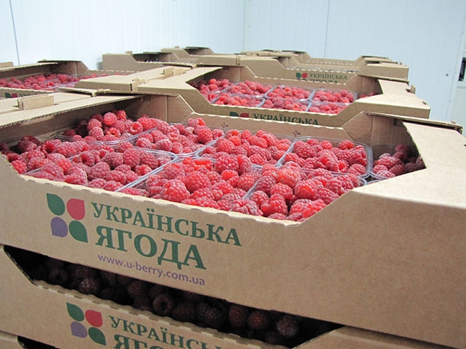 Украина нарастила экспорт плодов и ягод в Грецию