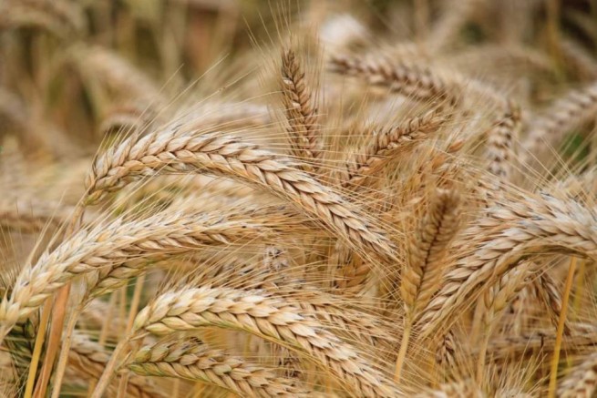 Хорошие новости для продовольственного кризиса: сухогрузы вывозят тонны зерна из Украины