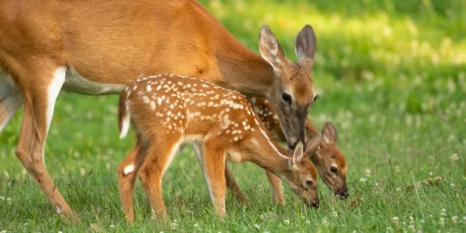 五个公园将保护数千只鹿