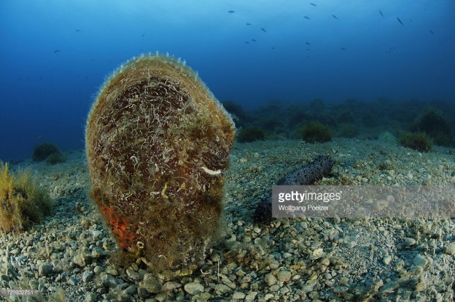 Новый паразит уничтожает гигантских моллюсков в Средиземноморье