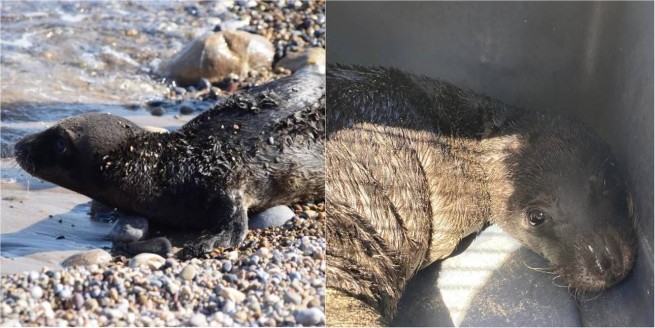 Крит: спасение новорожденного тюленя в Ситии