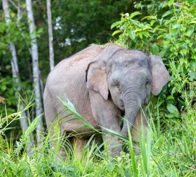 Малайзия: дикие слоны растоптали автомобиль после того, как он сбил слоненка (видео)
