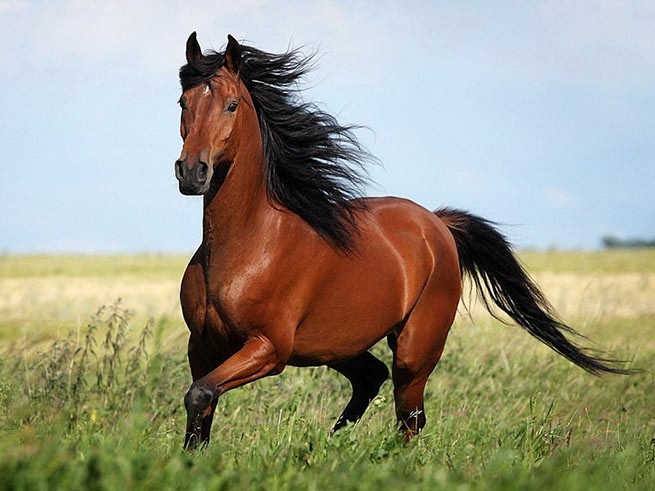 Лошади в Греции нуждаются в срочной защите – подпишите петицию, пожалуйста!