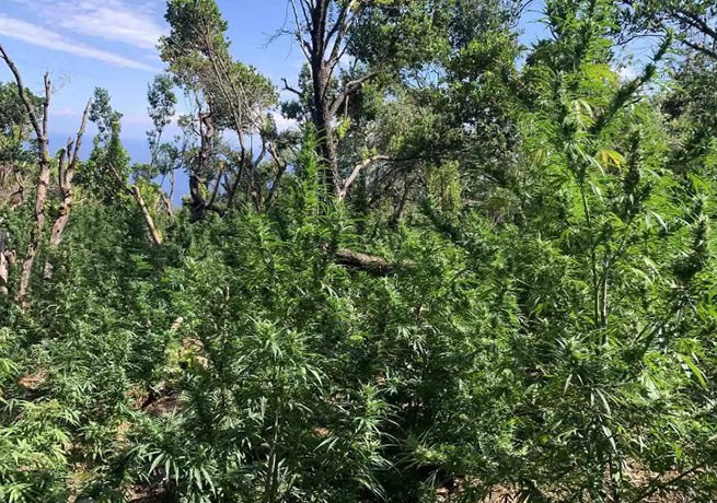 Магнезия: полиция обнаружила большую плантация гашиша в Загоре