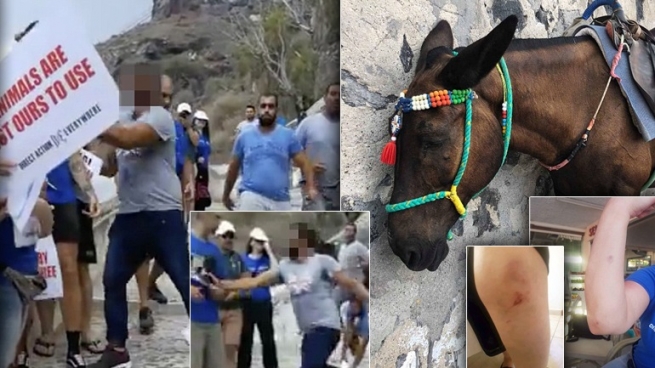 Санторини: Владельцы осликов напали на защитников