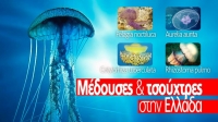 Греция: Осторожно, ядовитые медузы