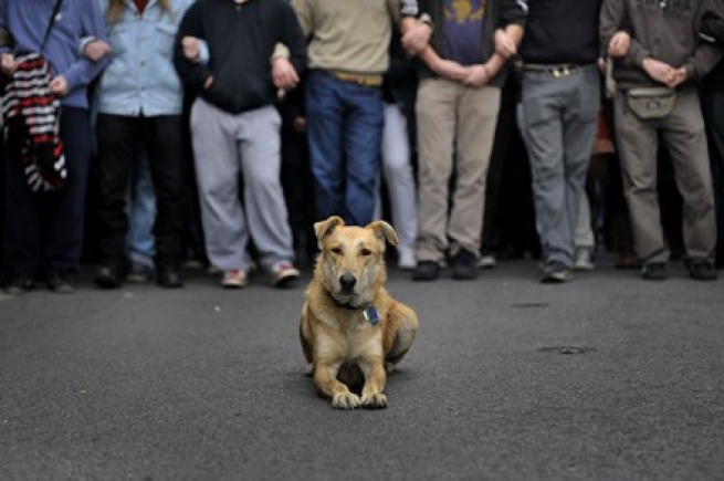 Самый знаменитый  пес Греции по кличке Луканико (Сосиска), ставший символом протестного движения