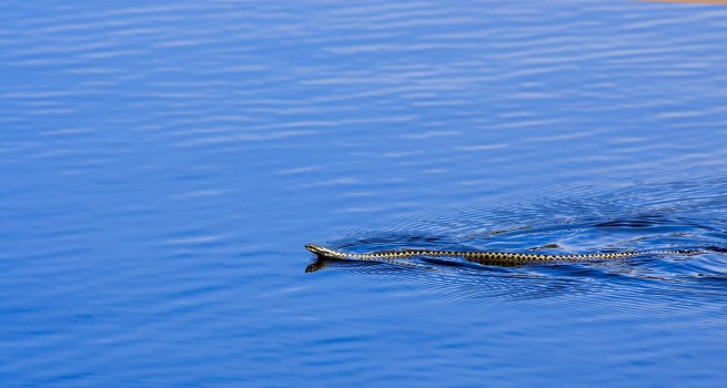 Эвия: плывущая в море змея обеспокоила местных жителей
