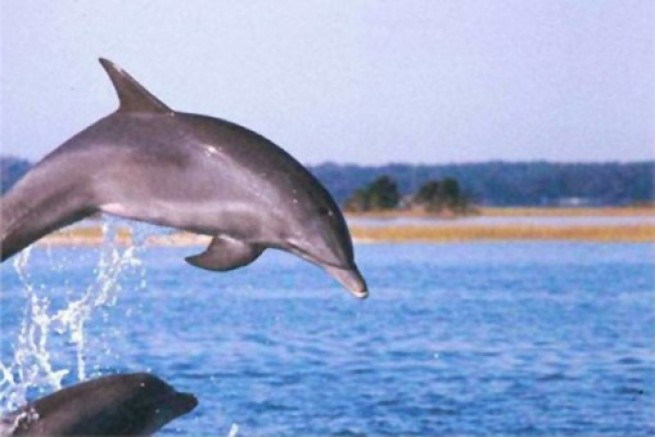 Дельфинов залива Термаикос изучат члены iSea