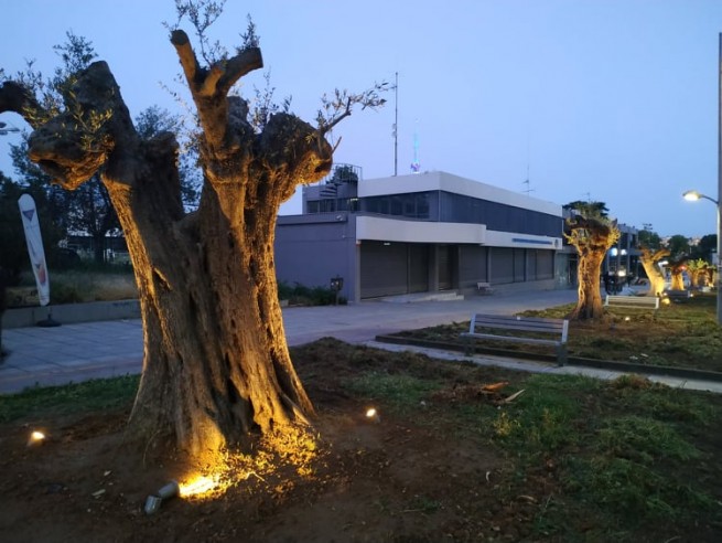 Оливковые деревья под опекой муниципалитета
