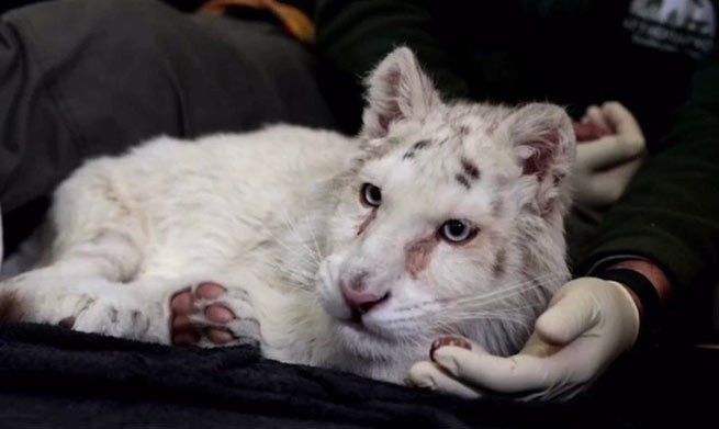 Белого тигренка усыпят: состояние его здоровья необратимо