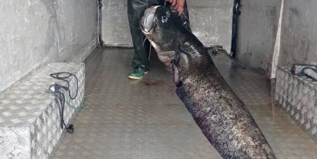 Рыбака настигла удача: сом весом 123 кг попался в сети