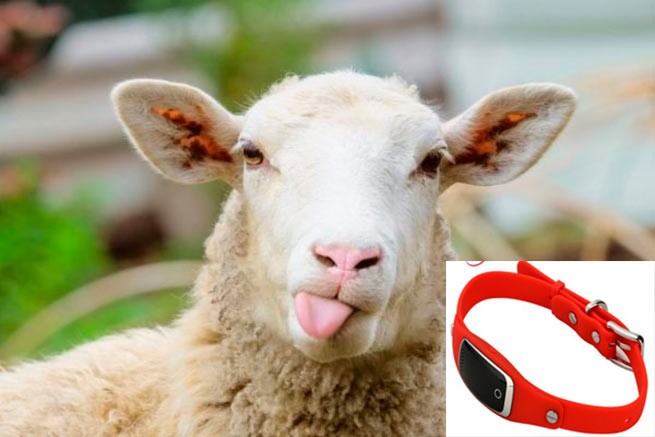 GPS помог найти воров, укравших овец