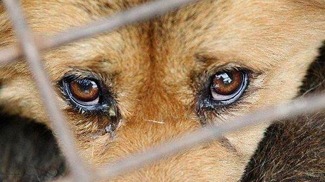 Закон об ужесточении наказаний за жестокое обращение с животными на голосовании в парламенте