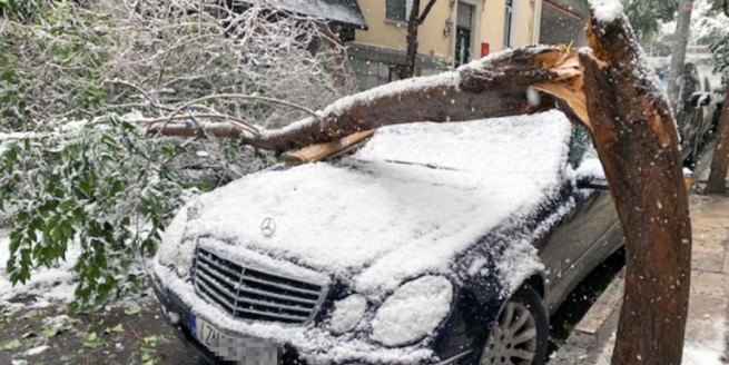 Дерево упало на машину: что делать и как получить компенсацию