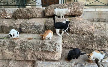 Кто позаботится об афинских кошках, когда из города все уехали