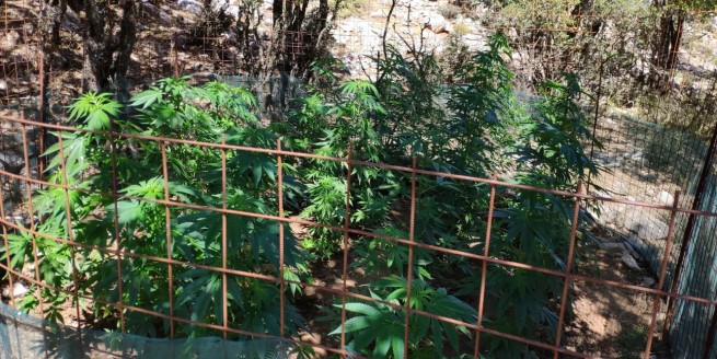 Мужчина выращивал марихуану под видом морковки