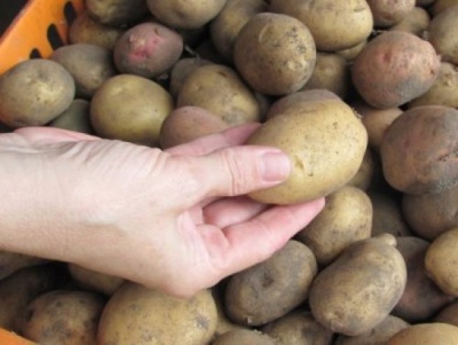 7 интересных фактов о картофеле, которые вы не знали