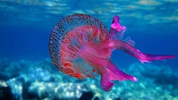 Опасности: пурпурные медузы