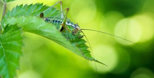 Новый вид насекомых обнаружен на Родосе!