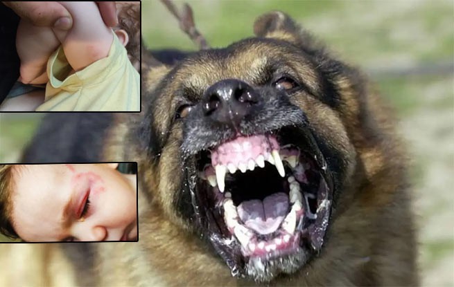 Крит: нападение собаки на младенца. Владелец животного подал в суд на отца ребенка