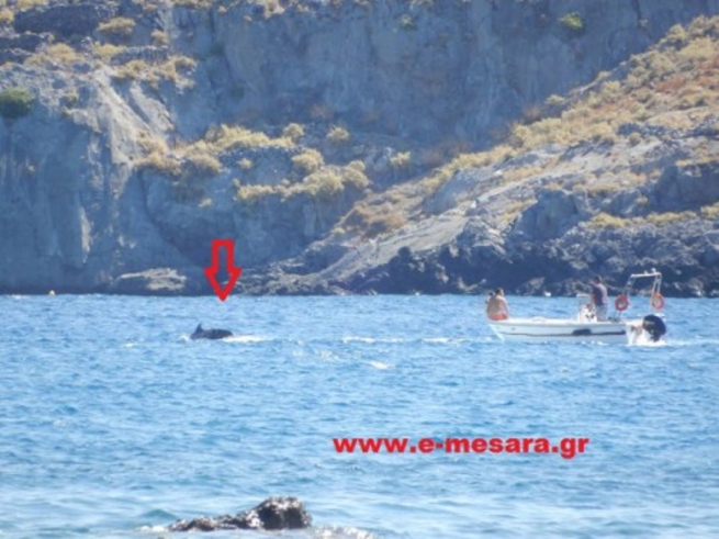 На Крите спасли детеныша кита и отпустили домой в море