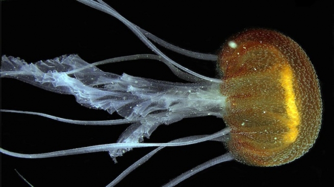 В Ионическом море обнаружен новый вид медузы