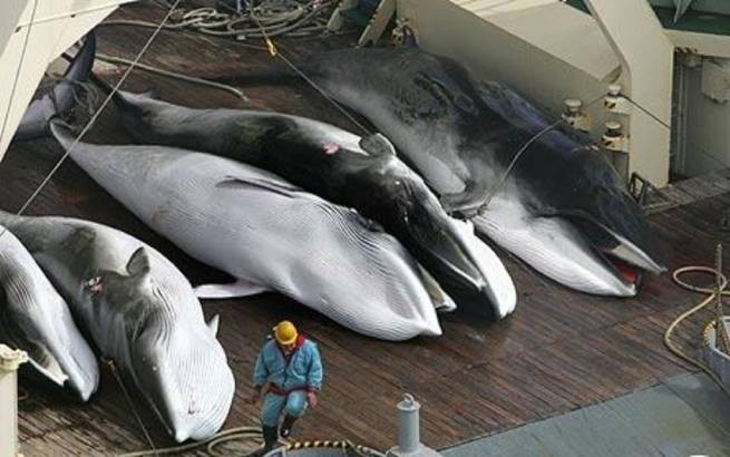 Бизнес "на крови": Исландия планирует убивать 400 китов в год