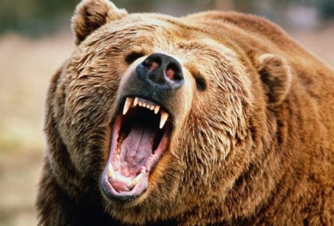 Медведь напал на охотника во Флорине