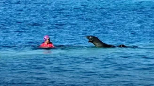 Тюлень напал и ранил купавшуюся женщину