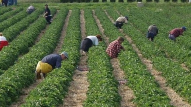 Греция просит помощи у Албании из-за нехватки сезонных рабочих