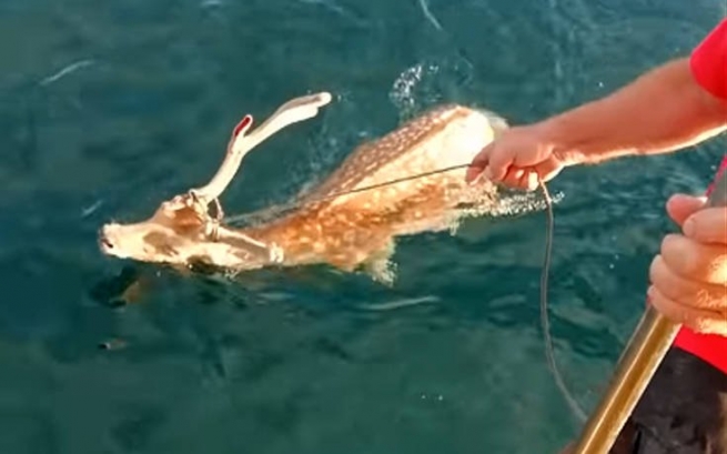 Греция: рыбак выловил... оленя!