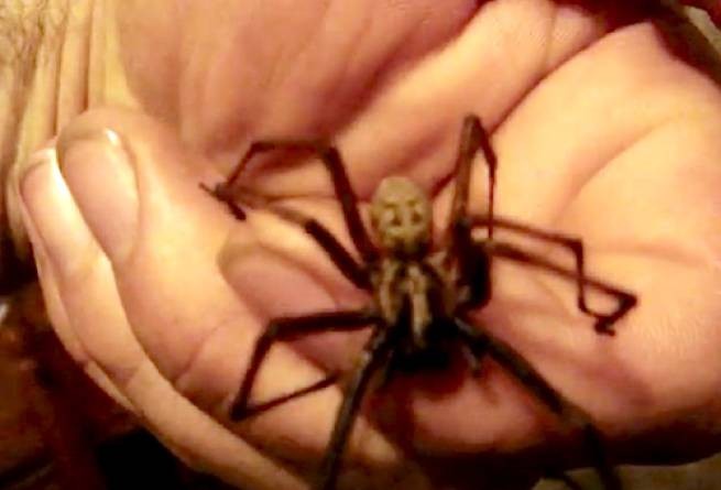 Сексуально озабоченные пауки заполонили дома британцев