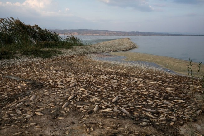 Сотни мертвых рыб на берегу озера - в чем причина явления