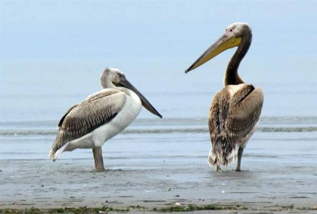 Падеж 1000 серебристых пеликанов от птичьего гриппа