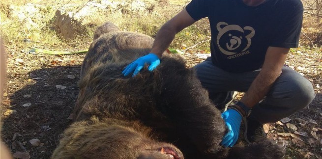Самый большой медведь Греции погиб после аварии вблизи Кастории