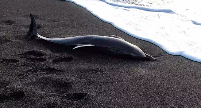 Мертвого дельфина выбросило на берег Санторини