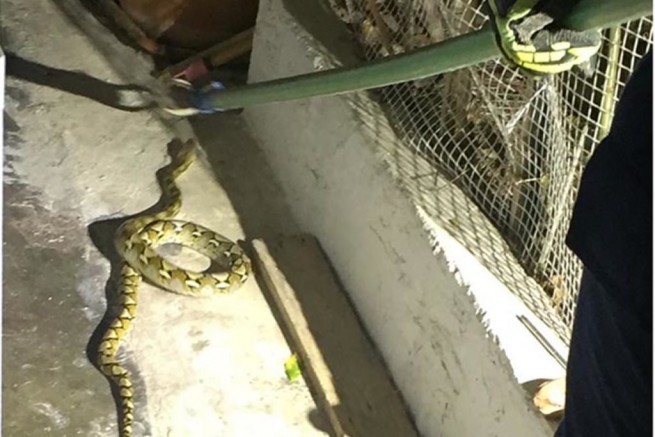 Крит: двухметровая змея забралась в дом