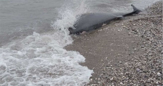 Родос: кит умер от 15 кг пластика в желудке