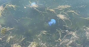 Нашествие голубых медуз в Термаикоском заливе
